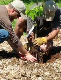 planting Asian pear